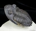 Flying Hollardops Trilobite - Great Preservation #2765-2